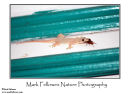 Flat tailed house gecko Cosymbotus platyurus